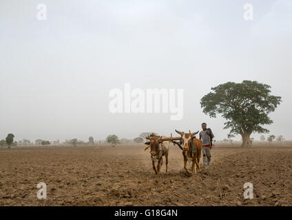 Ethiopian man plowing a field with two oxen, Kembata, Alaba kuito, Ethiopia Stock Photo