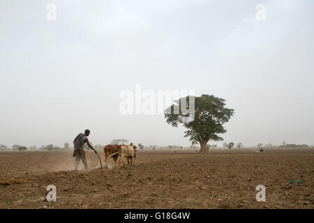 Ethiopian man plowing a field with two oxen, Kembata, Alaba kuito, Ethiopia Stock Photo