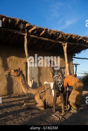 Afar tribe men loading a camel in front of a house, Afar region, Afambo, Ethiopia Stock Photo