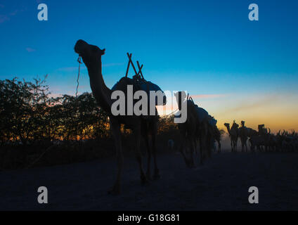 Camel caravan in danakil desert at sunset, Afar region, Afambo, Ethiopia Stock Photo