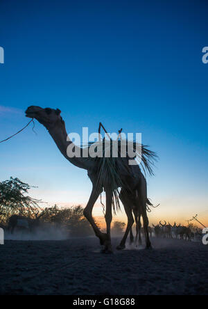 Camel caravan in danakil desert at sunset, Afar region, Afambo, Ethiopia Stock Photo