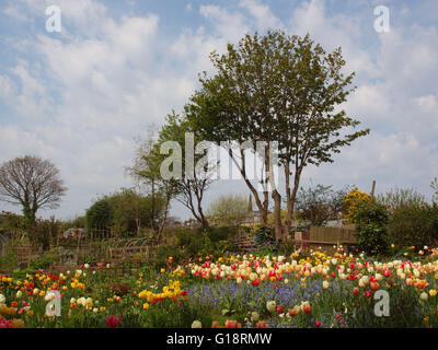 Newcastle Upon Tyne, 11th May 2016, Uk weather. Colourful islet of Spring flowers in the meadow at Tynemouth, North Tyneside on a hazy sunny day. Credit:  james walsh/Alamy Live News Stock Photo