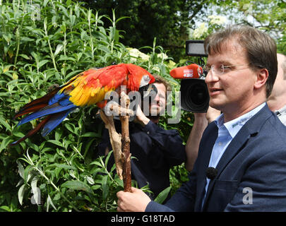 Karlsruhe zoo director Matthias Reinschmidt presents a hyacinth macaw parrot named Douglas who gained fame as 'Rosalinda' in a Pippi Longstocking movie at the zoo in Karlsruhe, Germany, 11 May 2016. The bird used to reside in the zoo of Malmo, Sweden, but will spend the remainder of his life in Karlsruhe with his partner Gojan. Photo: ULI DECK/dpa Stock Photo