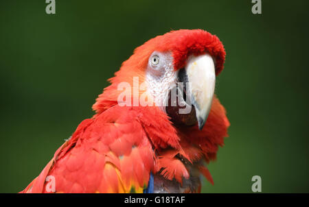 A hyacinth macaw parrot named Douglas who gained fame as 'Rosalinda' in a Pippi Longstocking movie is presented to the public at the zoo in Karlsruhe, Germany, 11 May 2016. The bird used to reside in the zoo of Malmo, Sweden, but will spend the remainder of his life in Karlsruhe with his partner Gojan. Photo: ULI DECK/dpa Stock Photo