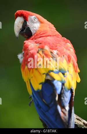 A hyacinth macaw parrot named Douglas who gained fame as 'Rosalinda' in a Pippi Longstocking movie is presented to the public at the zoo in Karlsruhe, Germany, 11 May 2016. The bird used to reside in the zoo of Malmo, Sweden, but will spend the remainder of his life in Karlsruhe with his partner Gojan. Photo: ULI DECK/dpa Stock Photo