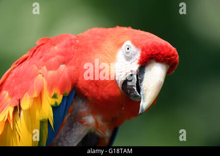 A hyacinth macaw parrot named Douglas who gained fame as 'Rosalinda' in a Pippi Longstocking movie is presented to the public at the zoo in Karlsruhe, Germany, 11 May 2016. The bird used to reside in the zoo of Malmo, Sweden, but will spend the remainder of his life in Karlsruhe with his partner Gojan. Photo: ULI DECK/dpa Stock Photo