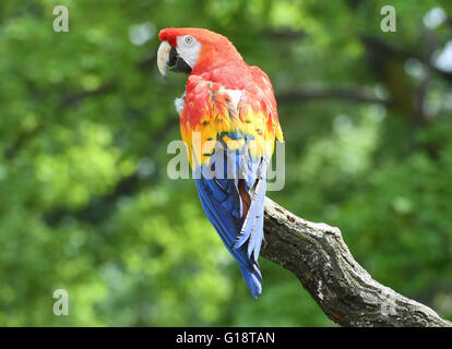 A hyacinth macaw parrot named Douglas who gained fame as 'Rosalinda' in a Pippi Longstocking movie is presented to the public at the zoo in Karlsruhe, Germany, 11 May 2016. The bird used to reside in the zoo of Malmo, Sweden, but will spend the remainder of his life in Karlsruhe with his partner Gojan. Photo: ULI DECK/dpa Stock Photo