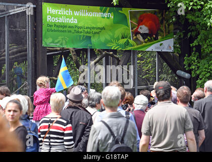 Visitors watch as a hyacinth macaw parrot named Douglas who gained fame as 'Rosalinda' in a Pippi Longstocking movie is presented to the public at the zoo in Karlsruhe, Germany, 11 May 2016. The bird used to reside in the zoo of Malmo, Sweden, but will spend the remainder of his life in Karlsruhe with his partner Gojan. Photo: ULI DECK/dpa Stock Photo