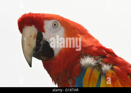 A hyacinth macaw parrot named Douglas who gained fame as 'Rosalinda' in a Pippi Longstocking movie is presented to the public at the zoo in Karlsruhe, Germany, 11 May 2016. The bird used to reside in the zoo of Malmo, Sweden, but will spend the remainder of his life in Karlsruhe with his partner Gojan. Photo: ULI DECK/dpa Stock Photo