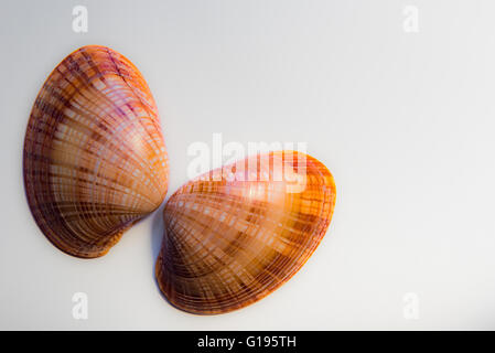 Two mollusc shells isolated against a white background placed to resemble butterfly wings Stock Photo