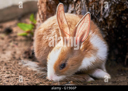 Brown and white rabbit sniffing the ground Stock Photo