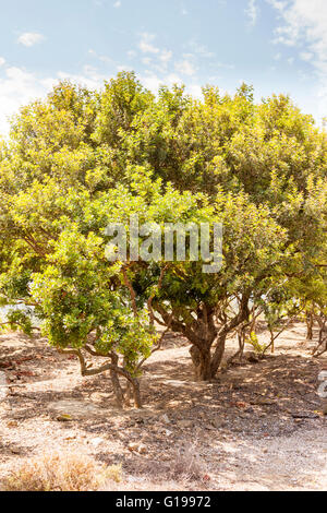 Pistacia Lentiscus tree, also known as the Mastic tree, Chios, Greece Stock Photo