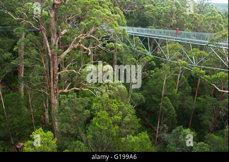 Treetop Walk, Canopy walkway, Valley of the Giants, Walpole-Nornalup National Park, Western Australia Stock Photo