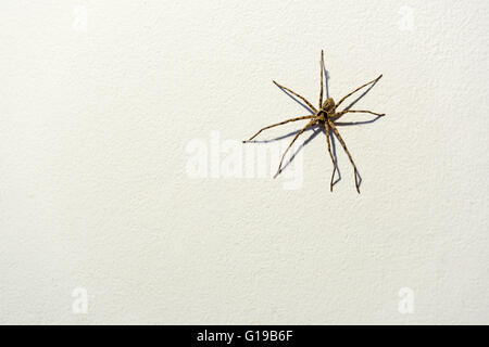 Large huntsman spider on white concrete wall background, with copy space Stock Photo