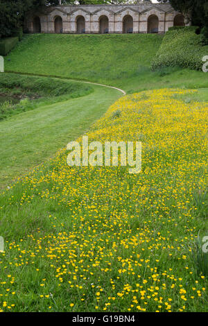 Buttercups in the park in front of the Seven arched Praeneste at Rousham House and Garden. Oxfordshire, England Stock Photo