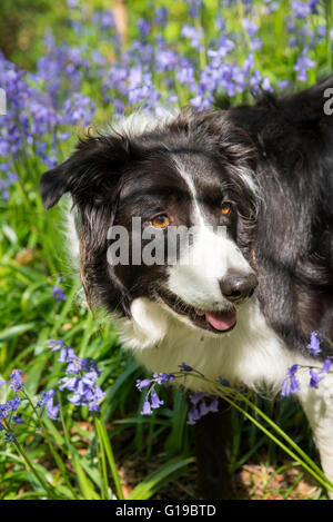 A Border Collie in spring sunshine in a bluebell wood. Stock Photo