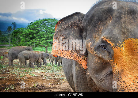 Sri Lanka - Pinnawela Elephant Orphanage for wild Asian elephants (Sabaragamuwa Province of Sri Lanka Stock Photo