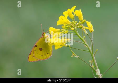 Clouded Yellow butterfly (Colias croceus) feeding on Charlock. Stock Photo