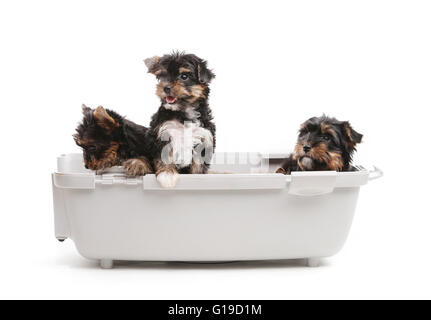 Three yorkshire terrier puppies in open plastic carrier Stock Photo