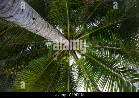 Coconut cluster on coconut tree Stock Photo