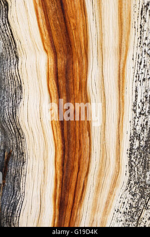 weathered pinyon pine wood grain background texture Stock Photo