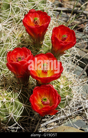 orange hedgehog or claret cup cactus flowers Stock Photo