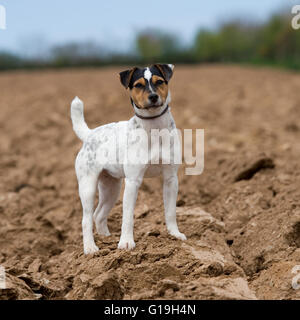 working jack russell Stock Photo