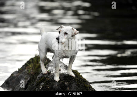 jack russell terrier playing in the water Stock Photo