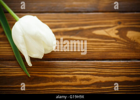 beautiful white tulips Stock Photo