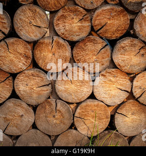 Freshly cut logs in stack Stock Photo