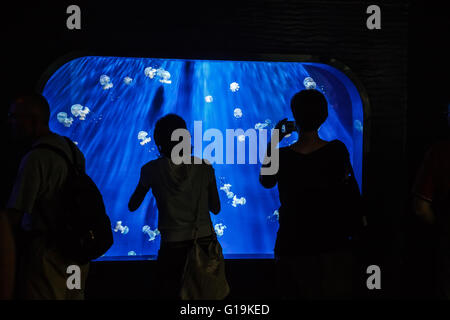 People watching and photographing Rhizostoma pulmo the barrel jellyfish in Genova aquarium Stock Photo