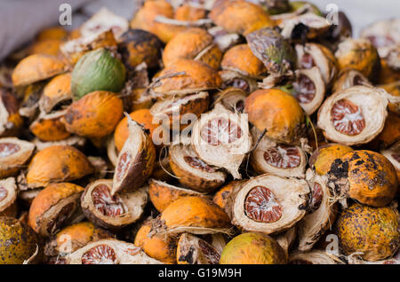 Dried Betel nut, Areca catechu, Areca Nut background, selective focus. blurred betel nuts background Stock Photo