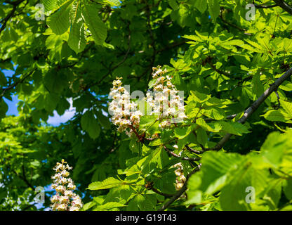 Flowering branches of chestnut (Castanea sativa) tree, and bright blue sky Stock Photo
