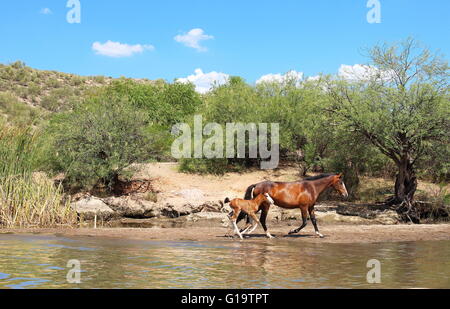 Wild Horses - Wild Horse galloping in stream with colt Stock Photo