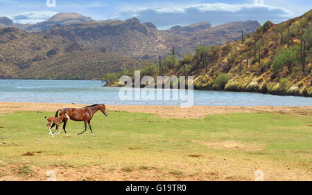 Wild Horses - Wild Horse running in field with colt near river and mountains in background Stock Photo