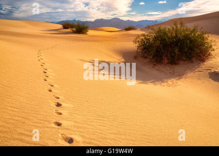 Footprints on the sand in desert Stock Photo