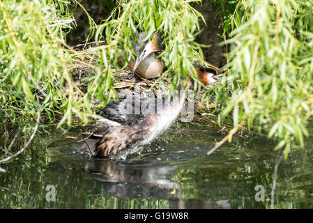 Great Crested Grebes about to swap which one is incubating their eggs Stock Photo