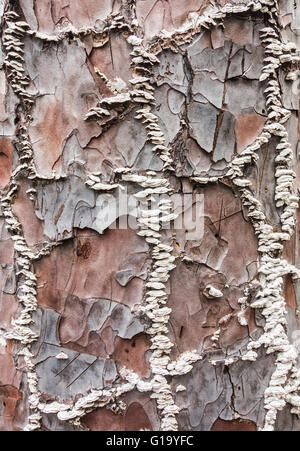 Fungus/Fungi on Canary Pine tree (Pinus Canariensis) bark. Stock Photo