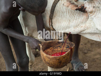 Bodi tribe men collecting blood from a cow, Omo valley, Hana mursi, Ethiopia Stock Photo