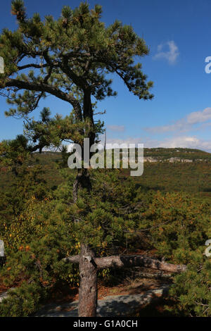 Tree and cliffs Shawangunk Mountains, The Gunks New York Stock Photo
