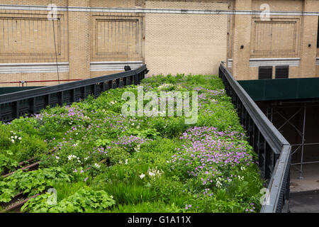 An overgrown section of the High Line, at the Northern Spur Preserve, in New York City, USA. Stock Photo