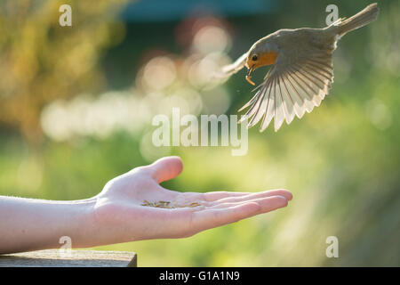 A European robin flying down to a young man's hand to collect mealworms to feed to its young in spring - Scotland, UK Stock Photo