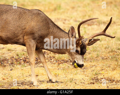 A large Black-tailed Deer buck eating an apple. Stock Photo