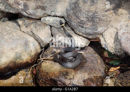 Grass snake lying on a stone near the water Stock Photo