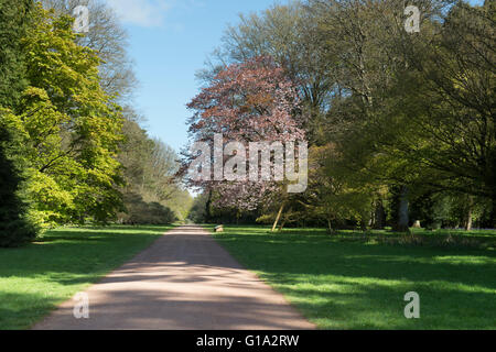 Prunus Sargentii. Sargents cherry tree in blossom on the edge of a ride at Westonbirt Arboretum. Gloucestershire, England Stock Photo