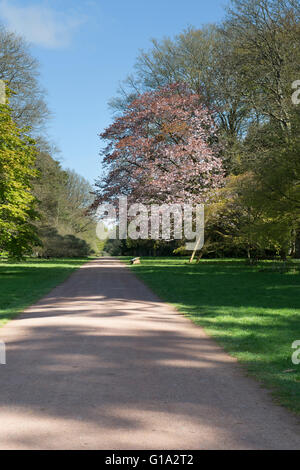 Prunus Sargentii. Sargents cherry tree in blossom on the edge of a ride at Westonbirt Arboretum. Gloucestershire, England Stock Photo