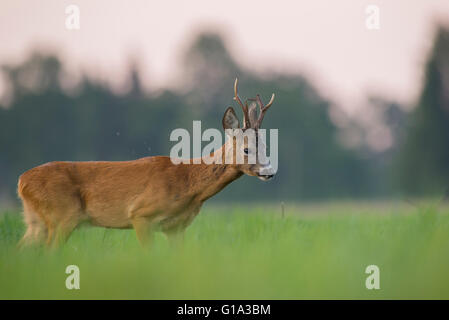 Roe deer on the meadow Stock Photo