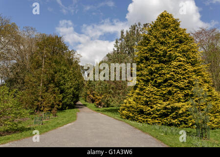 Arboretum at Fota House, a Regency mansion, owned by the Irish Heritage Trust, located on Fota Island, Cork, Co. Cork, Ireland Stock Photo