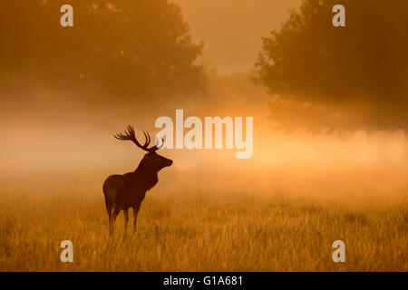 silhouettes of red deer in the early morning sunrise Stock Photo