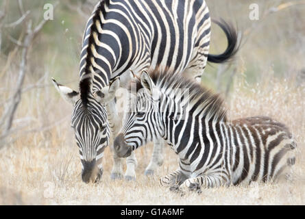 Plains zebra (Equus quagga) juvenile lying down with mother, Kruger National Park, South Africa Stock Photo